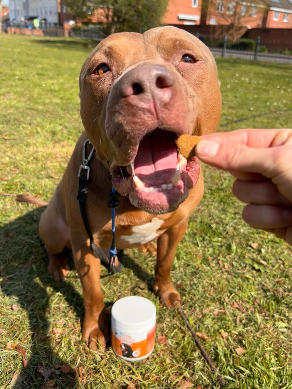 200+ Happy Pets and Counting 🐾
