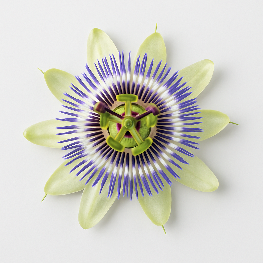 Passion flower