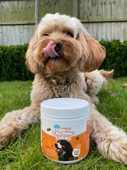 Calming Chews for Dogs