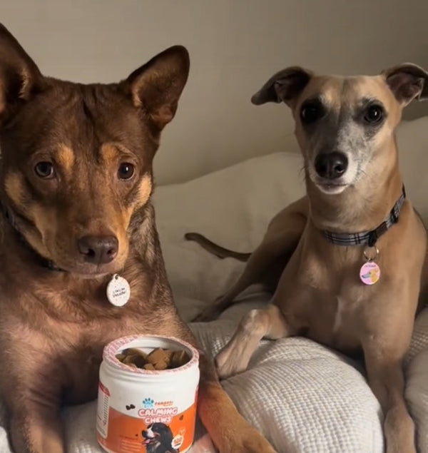200+ Happy Pets and Counting 🐾