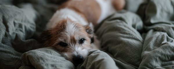 Dog Anxiety Supplement with Probiotics: Why Your Dog's Gut is the Missing Piece