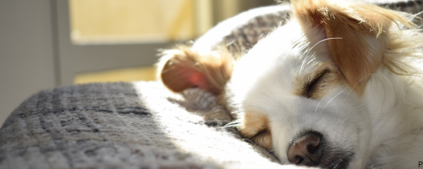 Do Calming Chews Work for Dogs? The Honest Answer