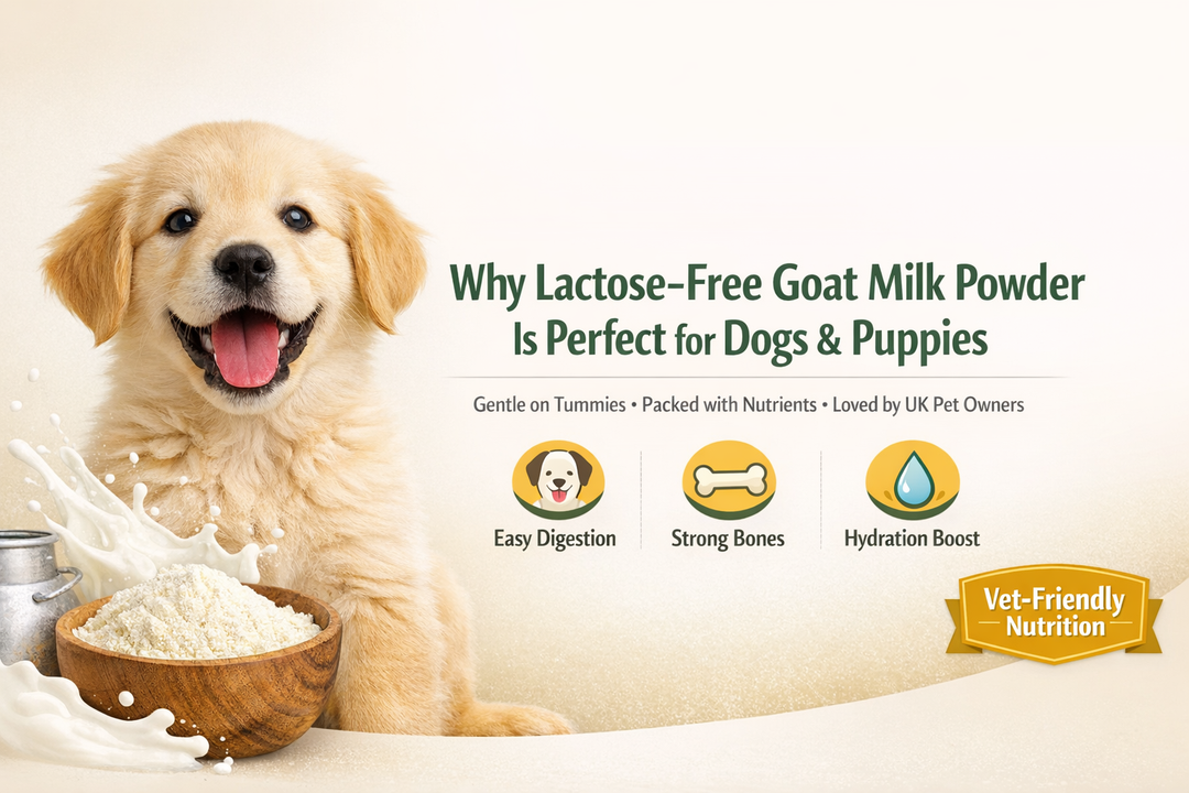 Why Lactose-Free Goat Milk Powder Is Perfect for Dogs and Puppies