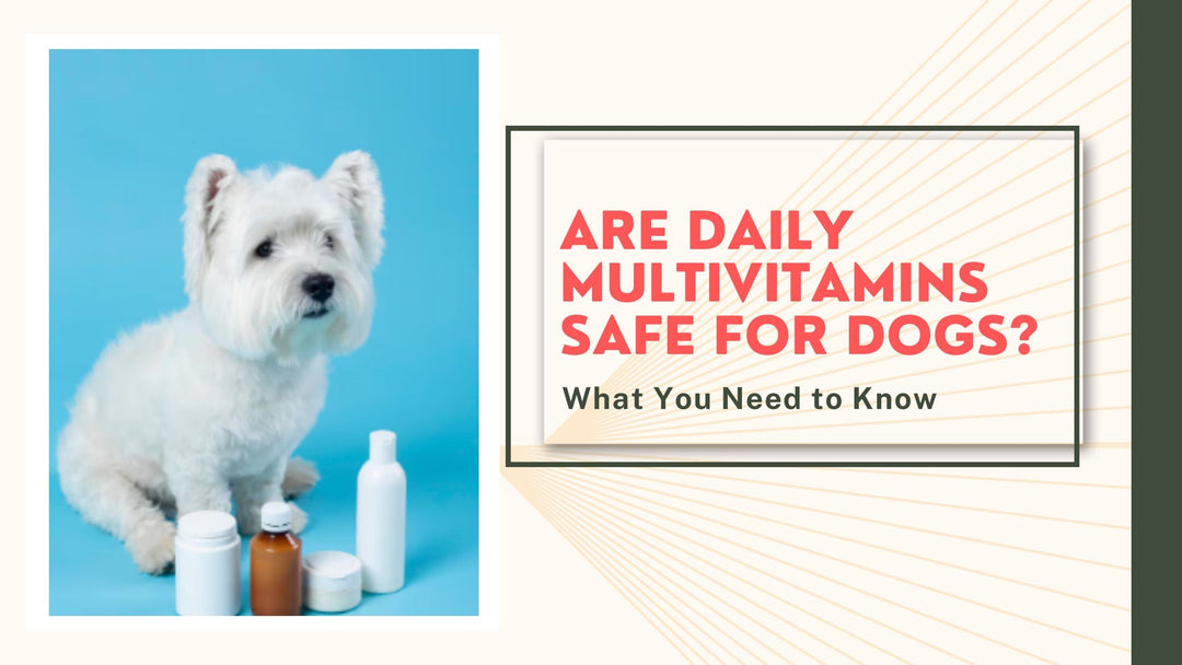 Are Daily Multivitamins Safe for Dogs? What You Need to Know