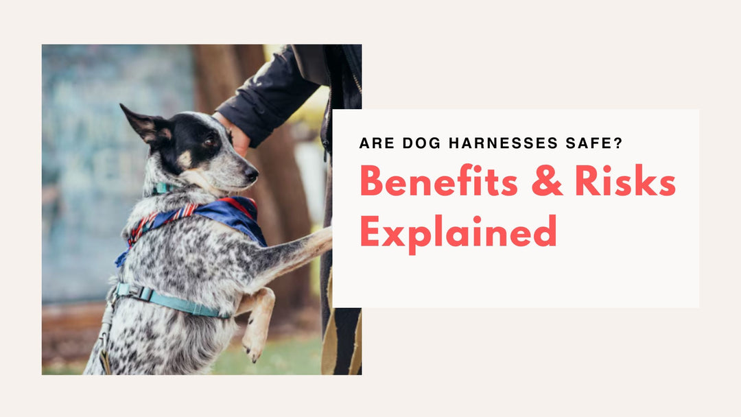 Are Dog Harnesses Safe? Benefits & Risks Explained