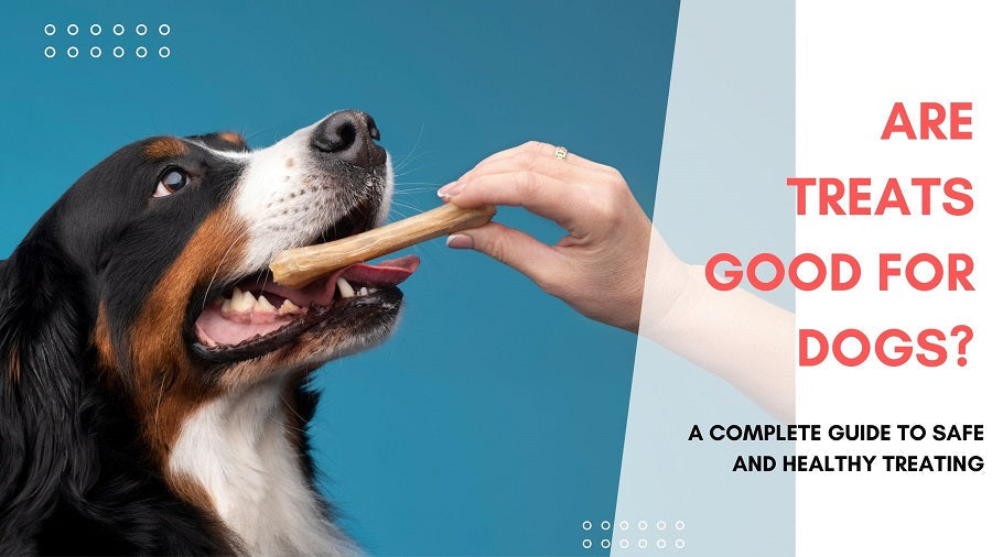 Are Treats Good for Dogs? A Complete Guide to Safe and Healthy Treating