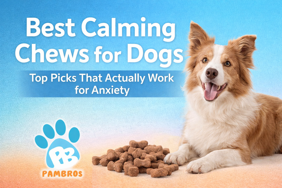 Best Calming Chews for Dogs: Top Picks That Actually Work for Anxiety