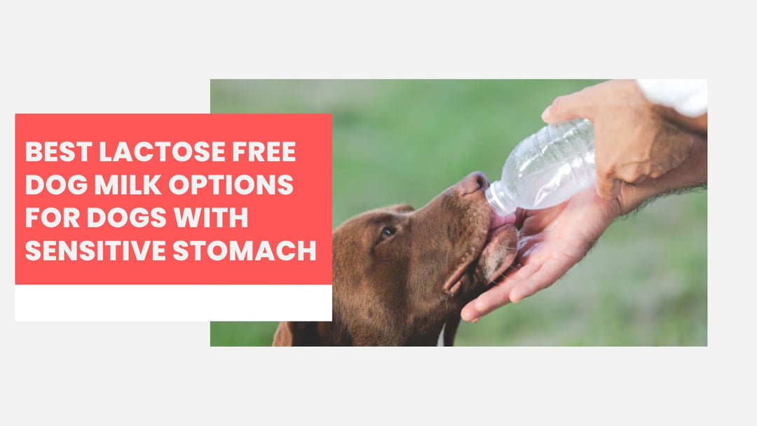 Best Lactose Free Dog Milk Options for Dogs With Sensitive Stomach