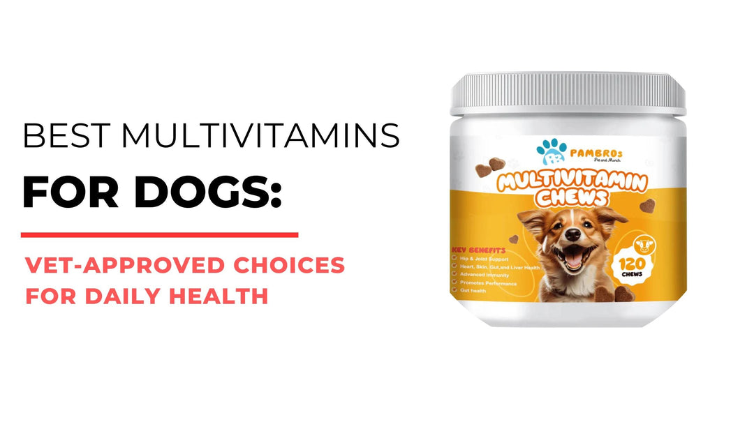 Best Multivitamins for Dogs: Vet-Approved Choices for Daily Health