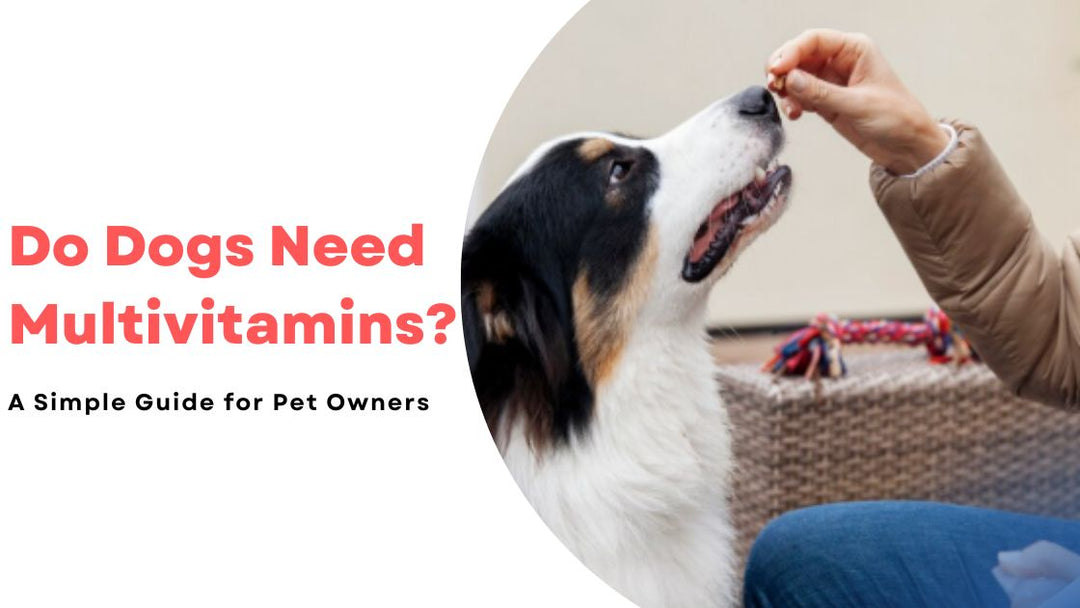 Do Dogs Need Multivitamins? A Simple Guide for Pet Owners