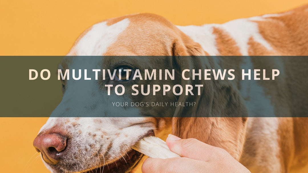 Do Multivitamin Chews Help to Support Your Dog’s Daily Health?