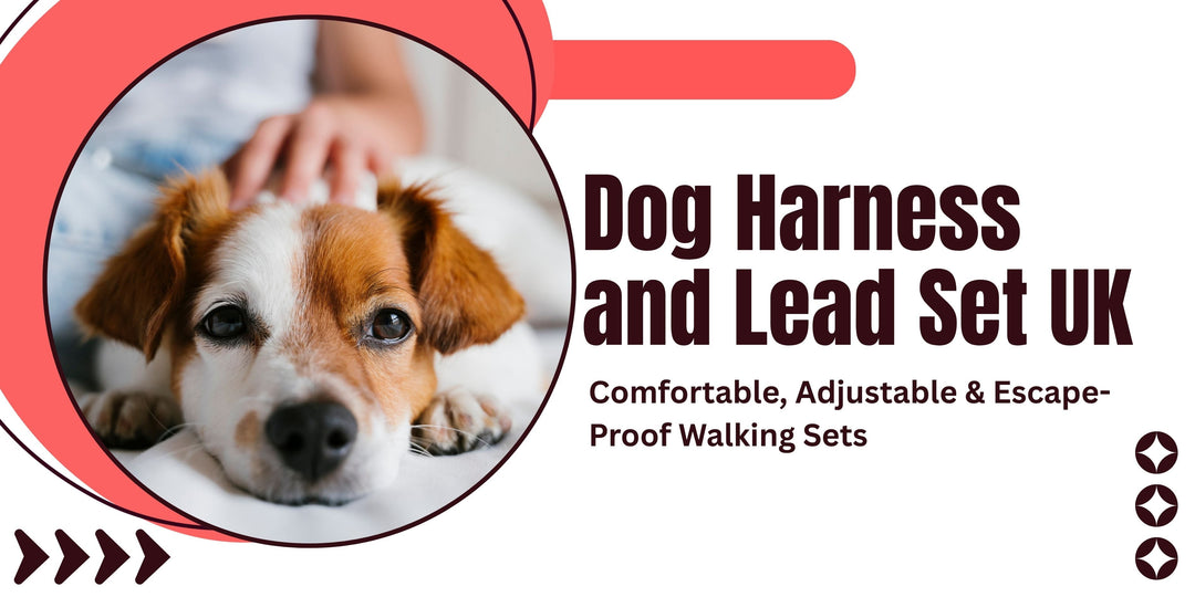 Dog Harness and Lead Set UK – Comfortable, Adjustable & Escape-Proof Walking Sets