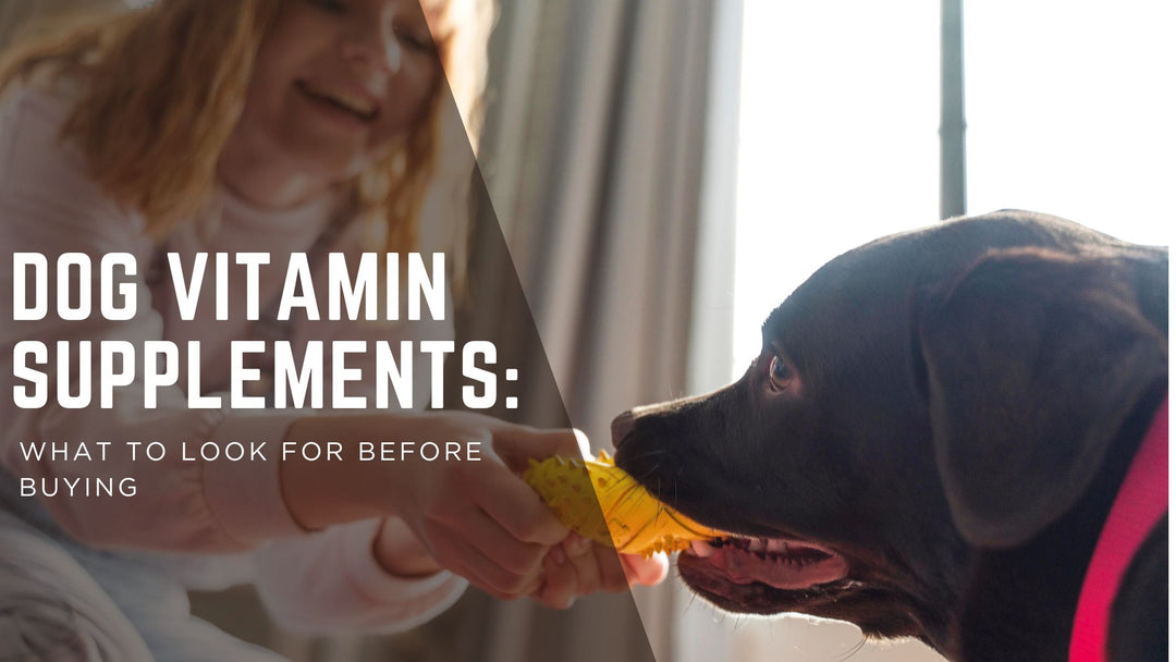 Dog Vitamin Supplements: What to Look for Before Buying
