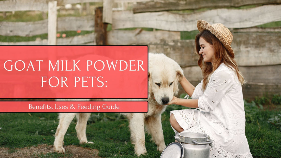 Goat Milk Powder for Pets: Benefits, Uses & Feeding Guide