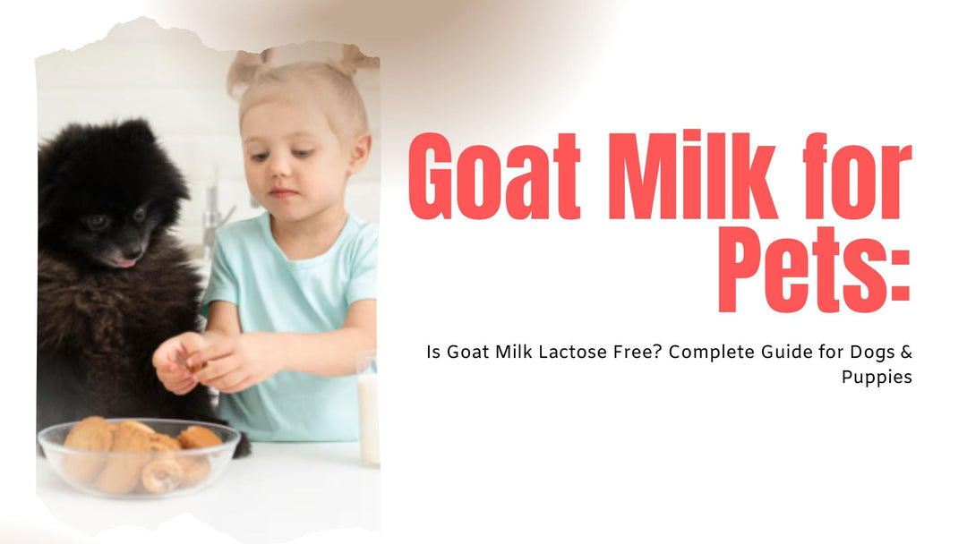 Goat Milk for Pets: Is Goat Milk Lactose Free? Complete Guide for Dogs & Puppies