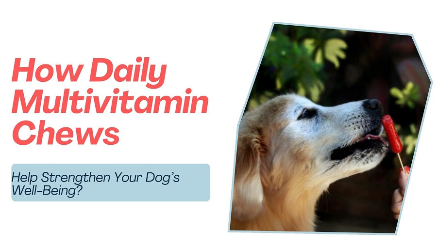 How Daily Multivitamin Chews Help Strengthen Your Dog’s Well-Being?