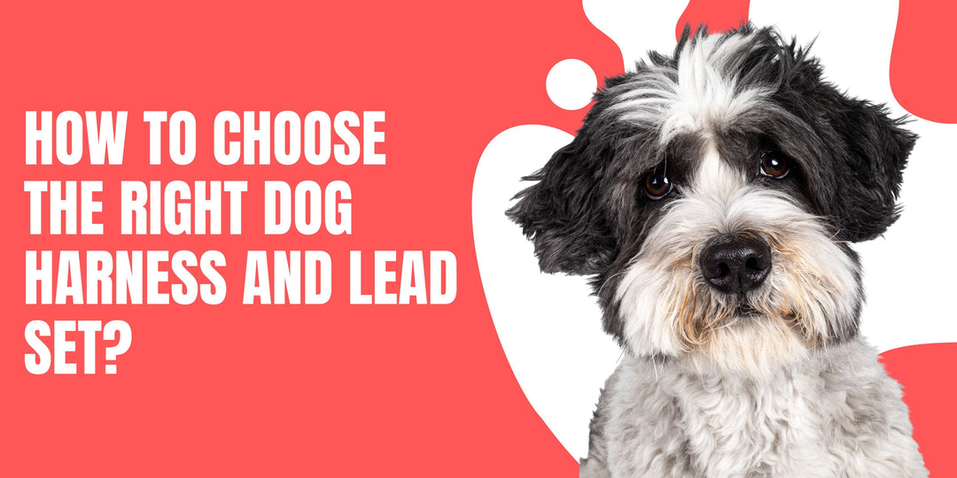 How to Choose the Right Dog Harness and Lead Set?