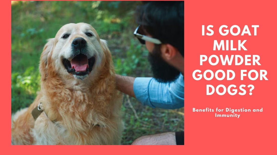 Is Goat Milk Powder Good for Dogs? Benefits for Digestion and Immunity
