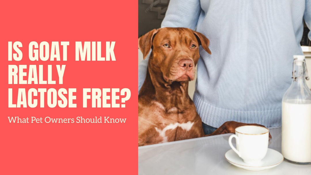Is Goat Milk Really Lactose Free? What Pet Owners Should Know