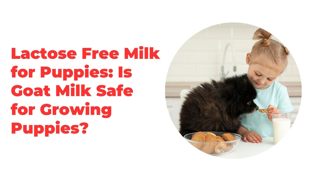 Lactose Free Milk for Puppies: Is Goat Milk Safe for Growing Puppies?