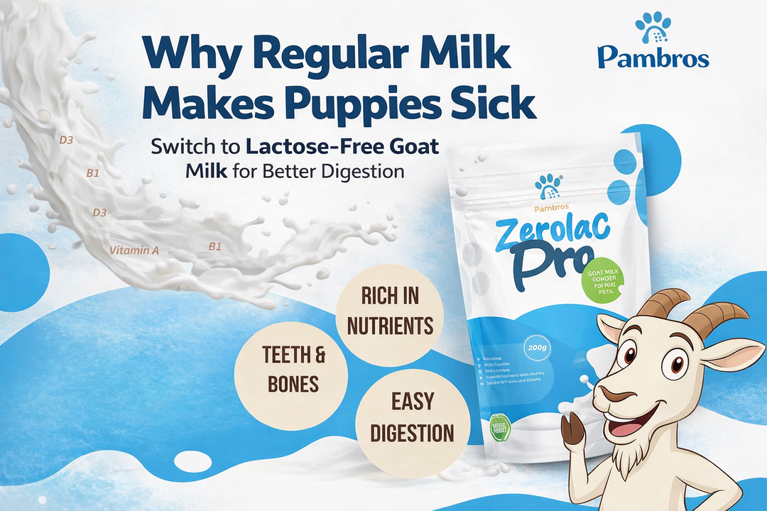 Why Your Puppy Gets Sick from Regular Lactose Milk
