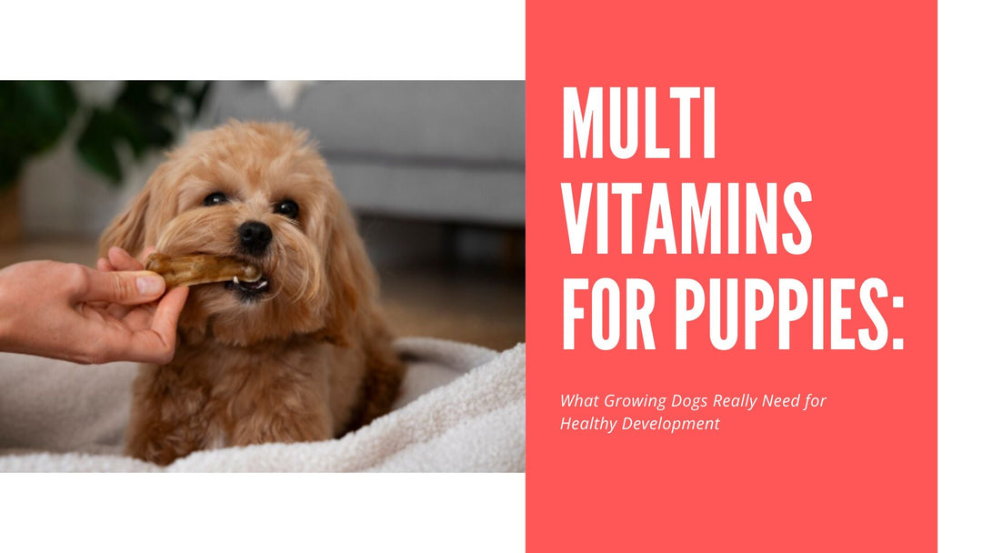 Multi Vitamins for Puppies: What Growing Dogs Really Need for Healthy Development