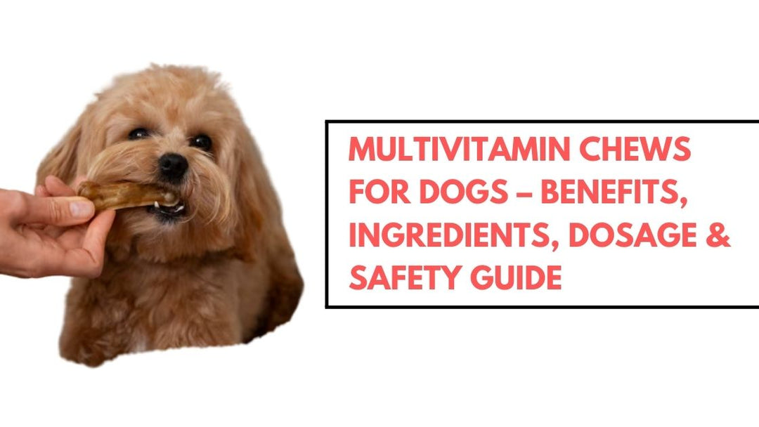 Multivitamin Chews for Dogs – Benefits, Ingredients, Dosage & Safety Guide
