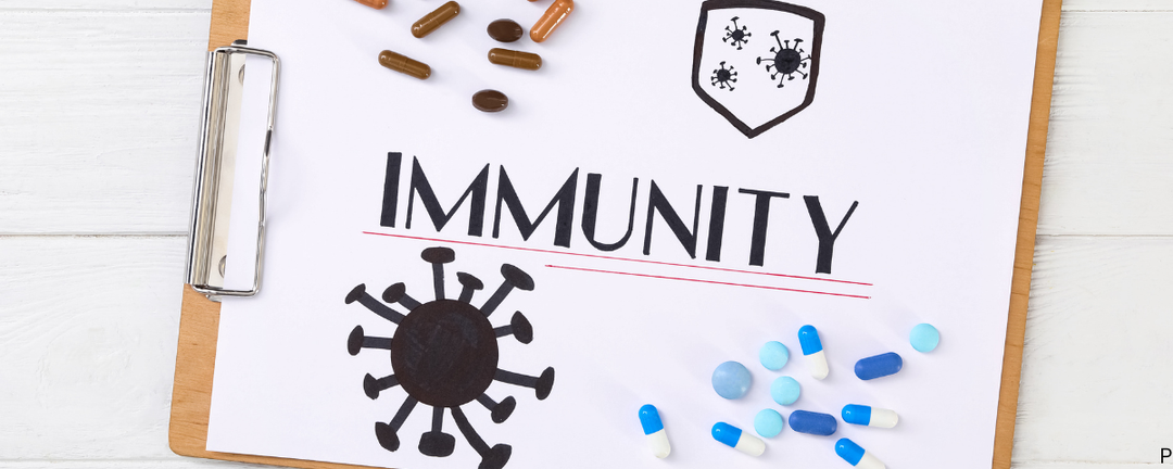 Immune Support Supplements for Dogs: What Actually Works