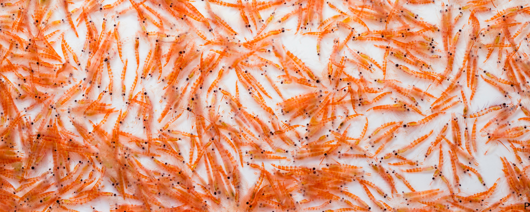 Krill Oil vs Fish Oil for Dogs: Which One Is Actually Better?
