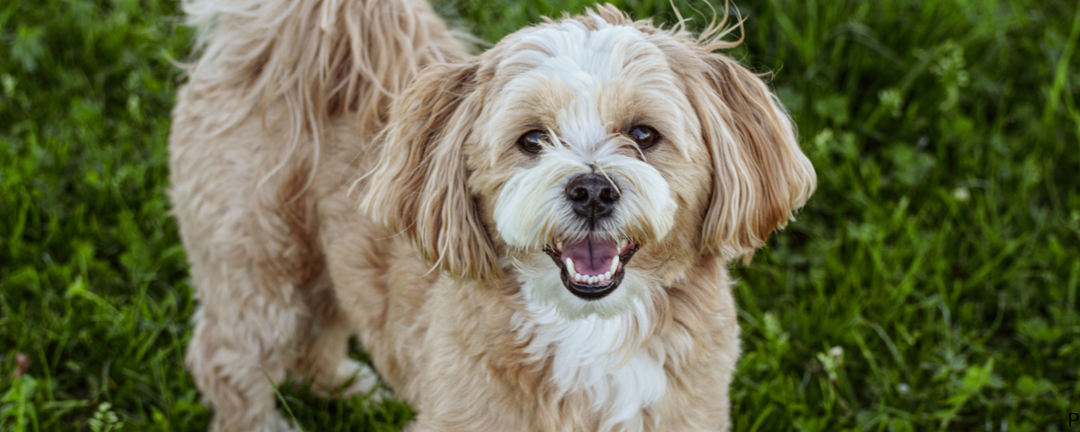 Canine Multivitamin Benefits: What a Daily Supplement Actually Does for Your Dog