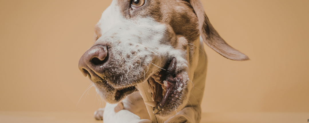 Do Calming Chews for Dogs Actually Work? What the Science Says About L-Theanine and Anxiety