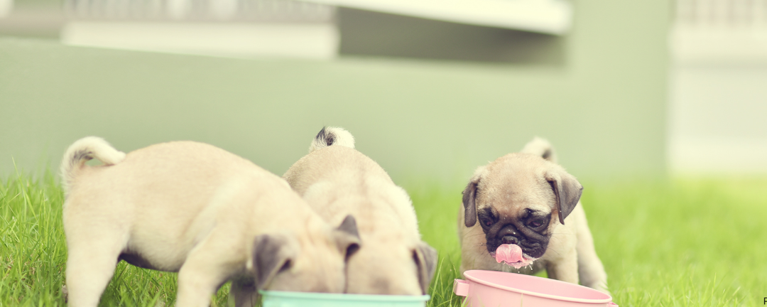 Goat Milk for Dogs: What Vets Actually Think — Benefits, Risks, and Who It's Best For