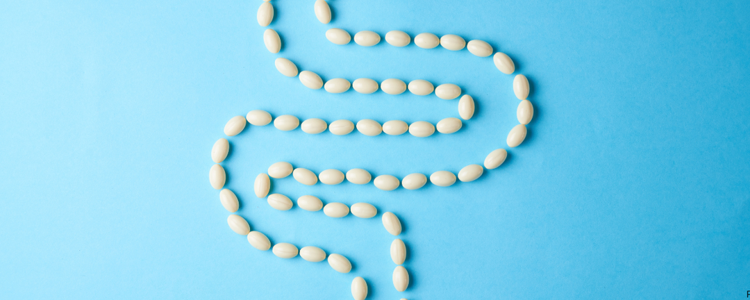 Probiotics for Dogs: What the Research Actually Recommends and How to Choose the Right Strain