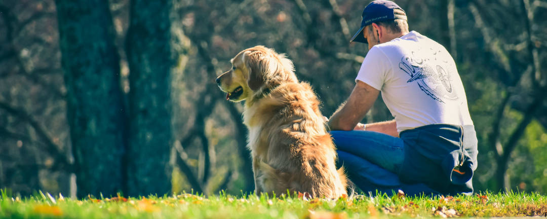 The Senior Dog Joint Supplement Guide: What to Look for, What to Avoid