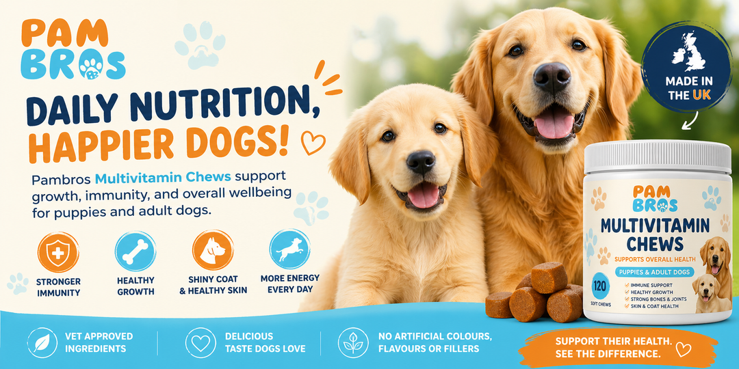 The Benefits of Pambros Multivitamin Chews for Puppies and Adult Dogs
