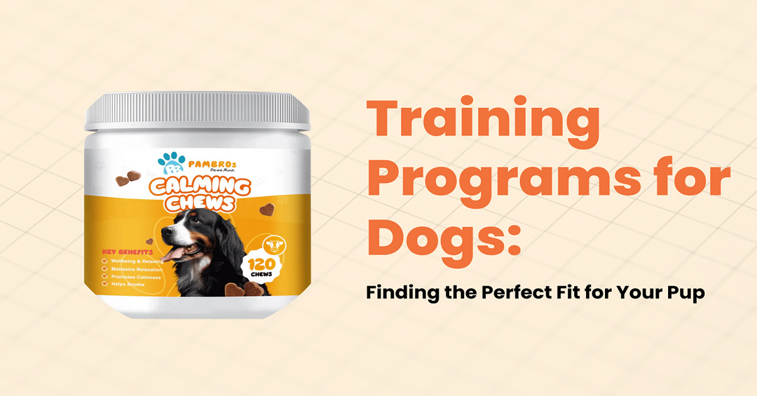 Training Programs for Dogs