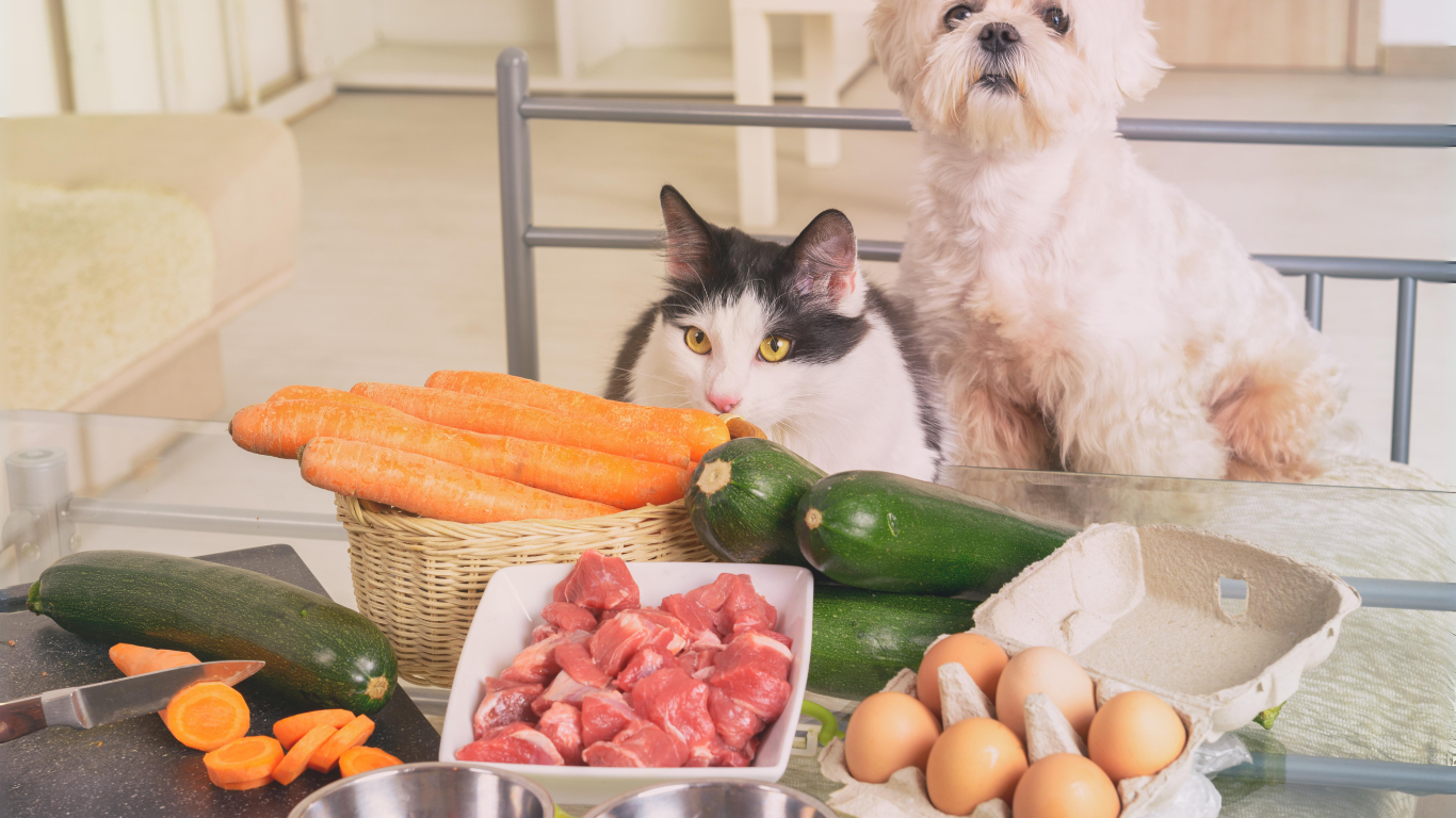 The Rise of Natural and Organic Dog Products: Why Pet Owners Are Making the Switch