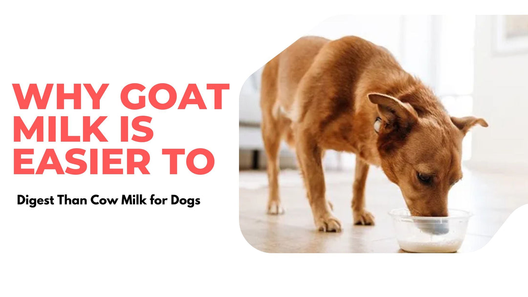 Why Goat Milk is Easier to Digest Than Cow Milk for Dogs