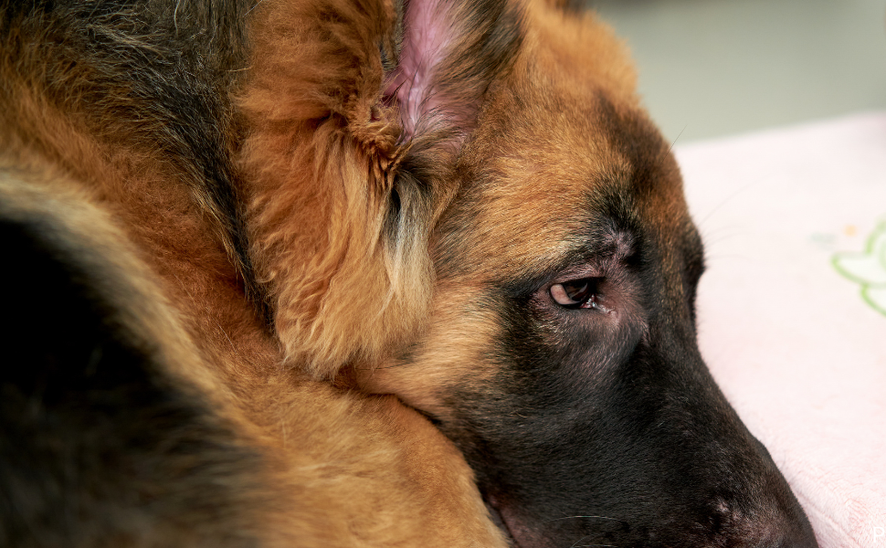 Dog Calming Supplements Without the Drowsiness: What to Look For