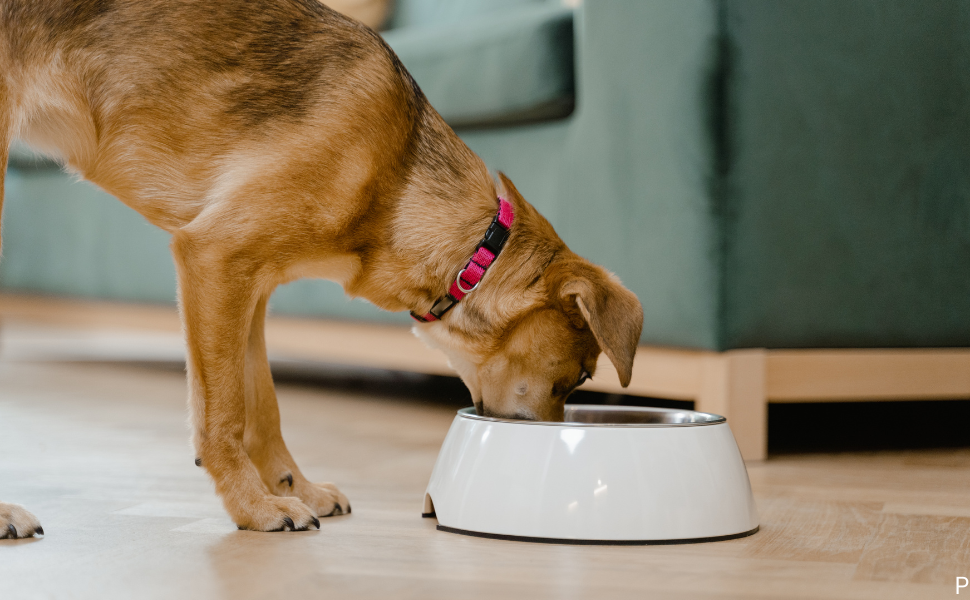 Do Dogs Need Daily Vitamins? Here's What Vets Actually Say