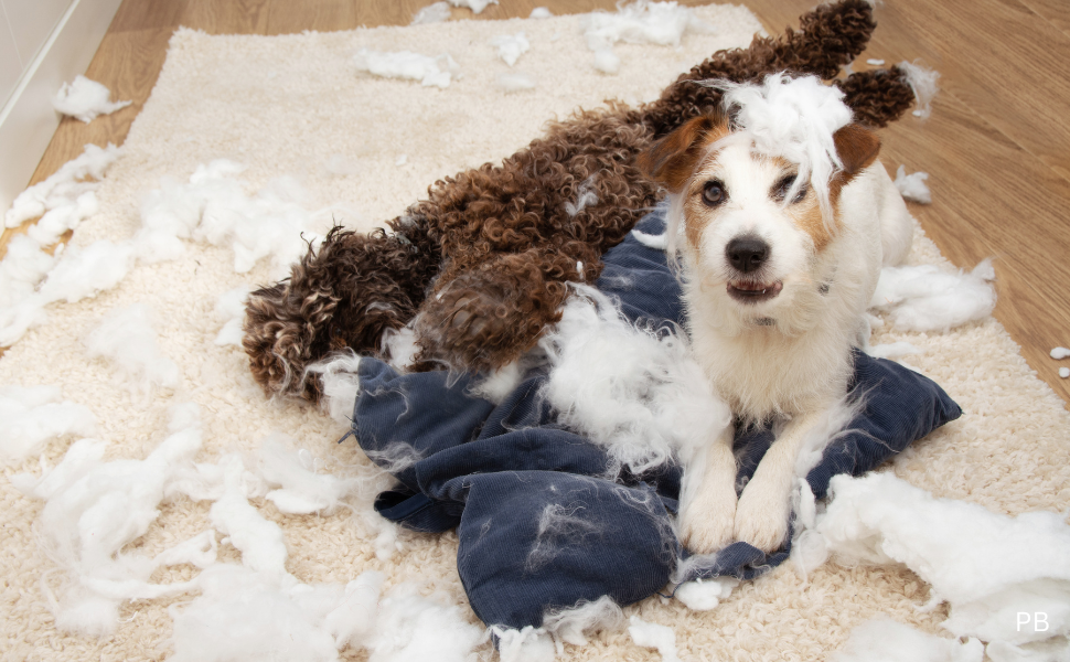 Calming Chews for Dogs with Separation Anxiety: Why Daily Use Makes All the Difference