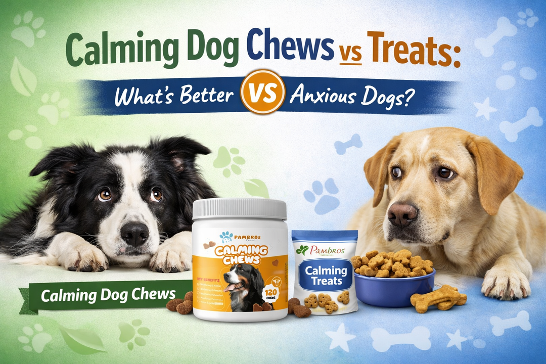 Calming Dog Chews vs Treats: What’s Better for Anxious Dogs?