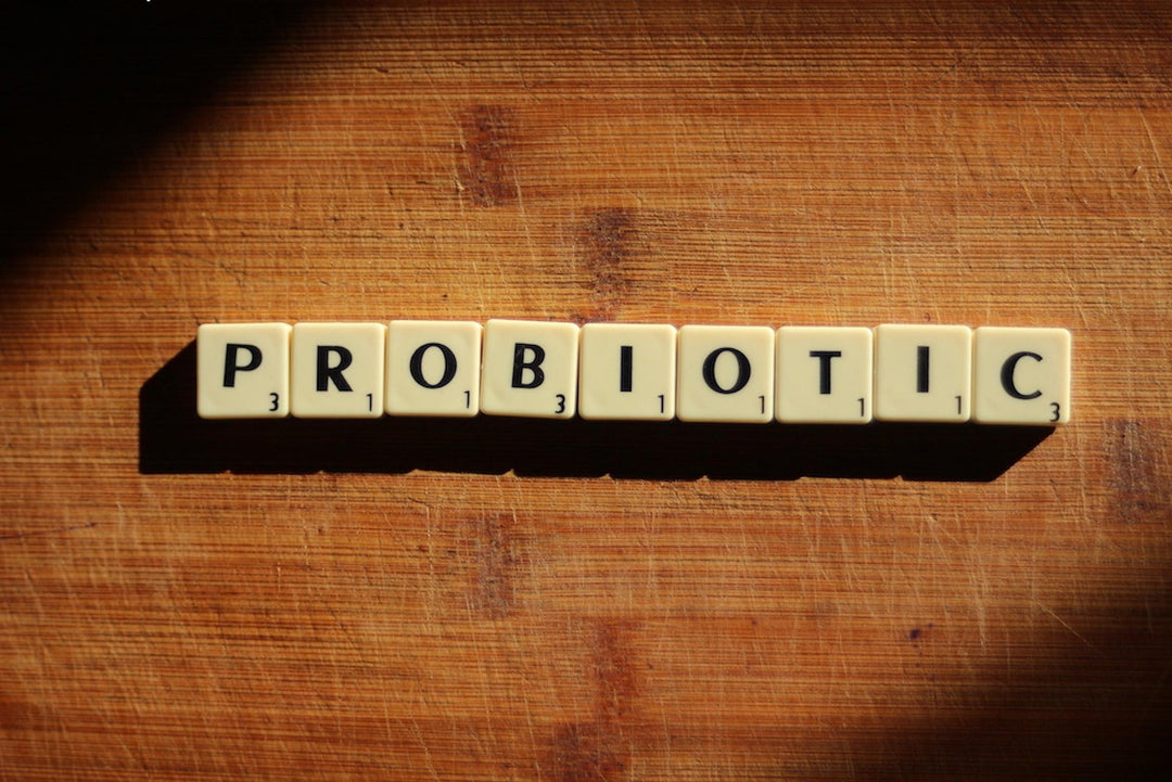 Probiotics for Pets - Why Gut Health Matters