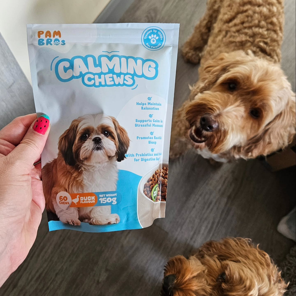 Two cockapoos looking up at a pouch of Pambros Calming Chews held by their owner