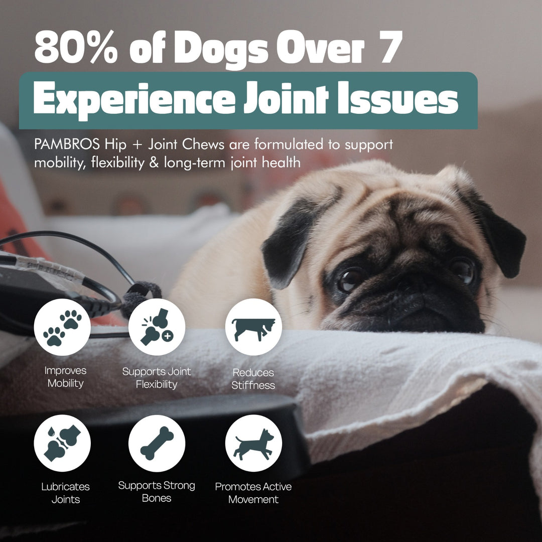 Hip & Joint Chews for Dogs – 60 Soft Chews – High Strength & Natural Formula for Mobility, Stiffness & Arthritis Relief