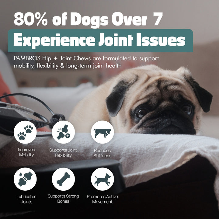 Hip & Joint Chews for Dogs – 60 Soft Chews – High Strength & Natural Formula for Mobility, Stiffness & Arthritis Relief