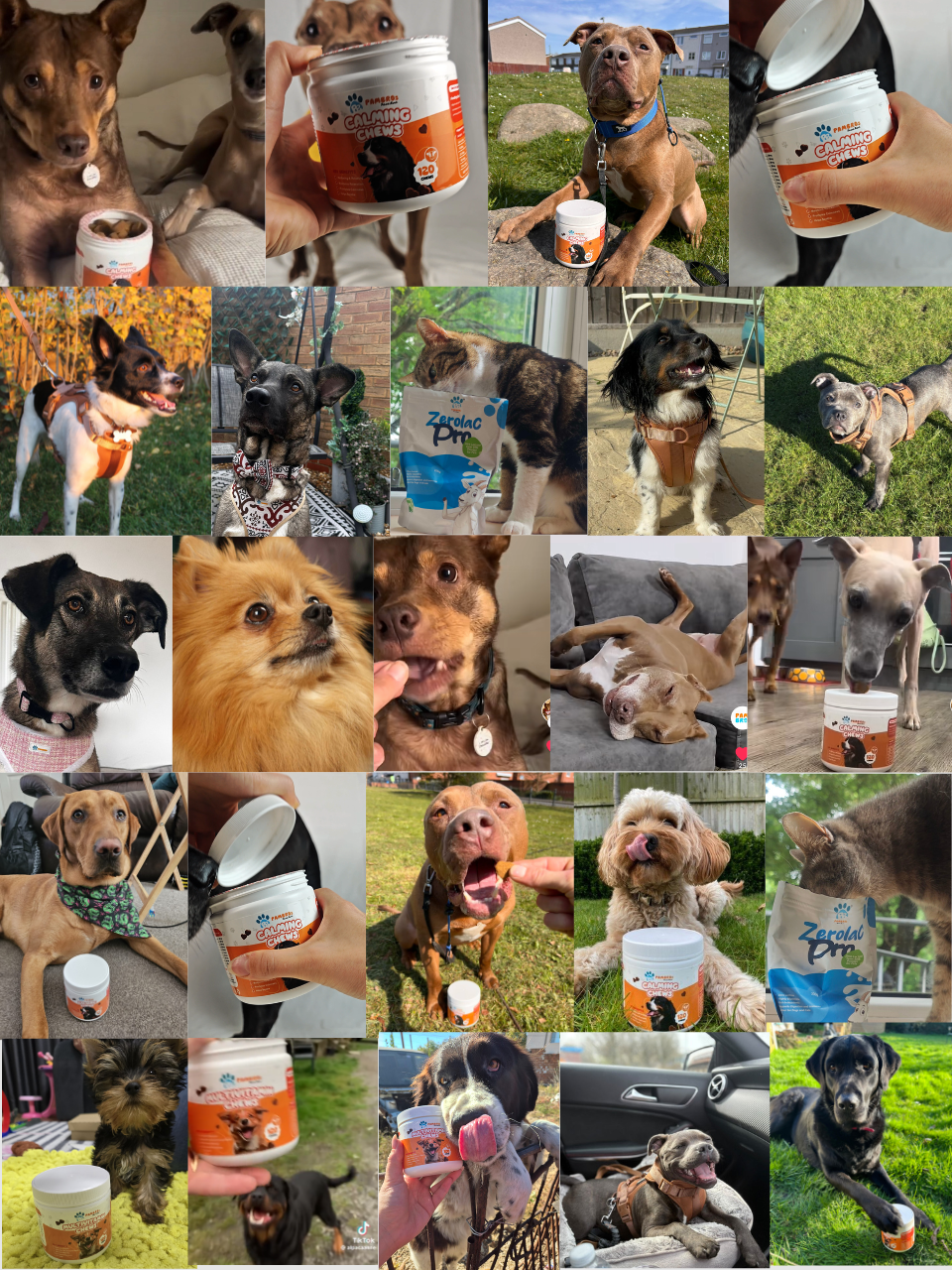 Collage of customers' dogs and cats with Pambros Calming Chews, Multivitamin Chews and Zerolac Pro goat milk