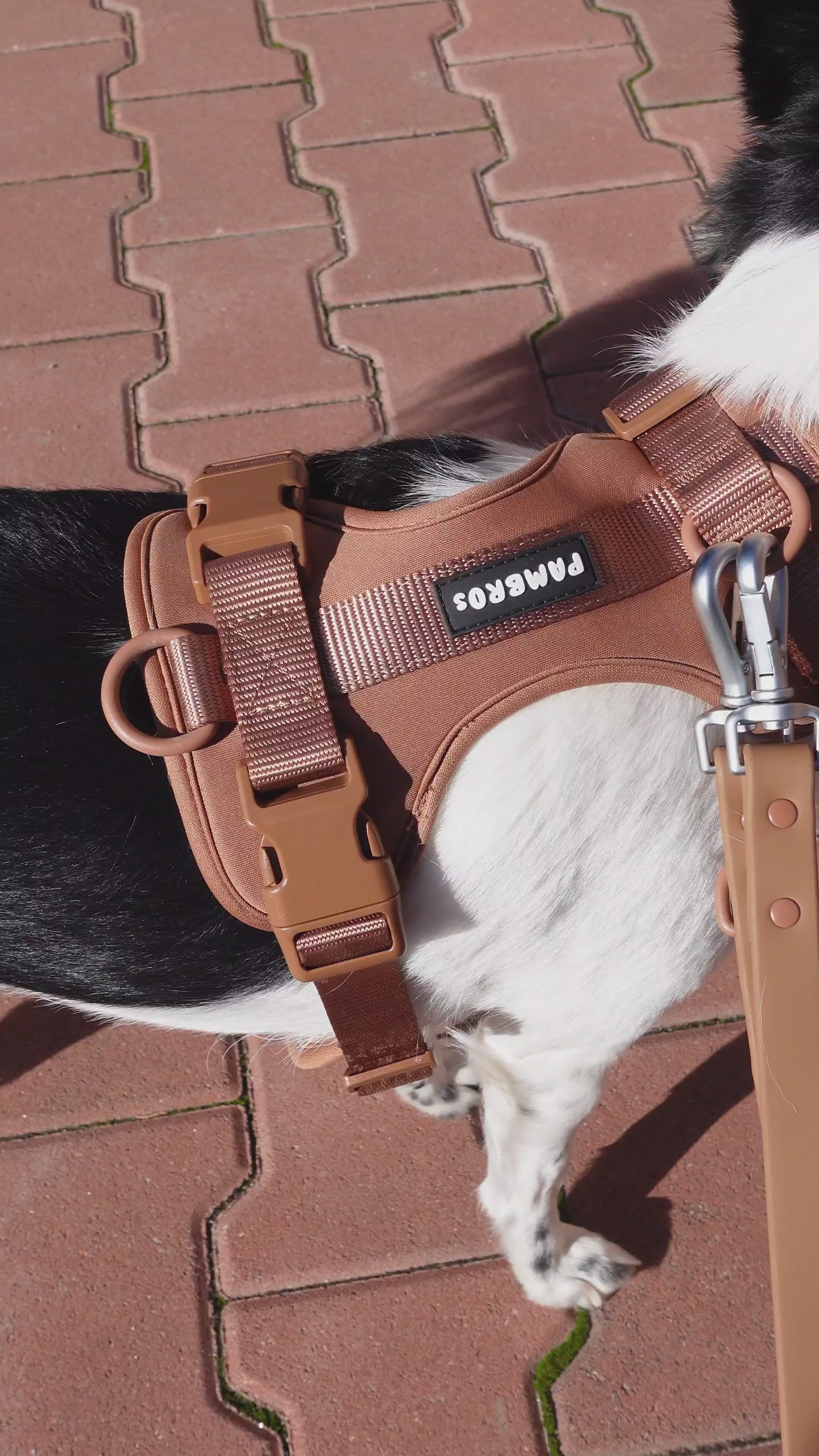 Pet Harness Leash - Harness & Lead Set fro Dog and Cat - Pambros