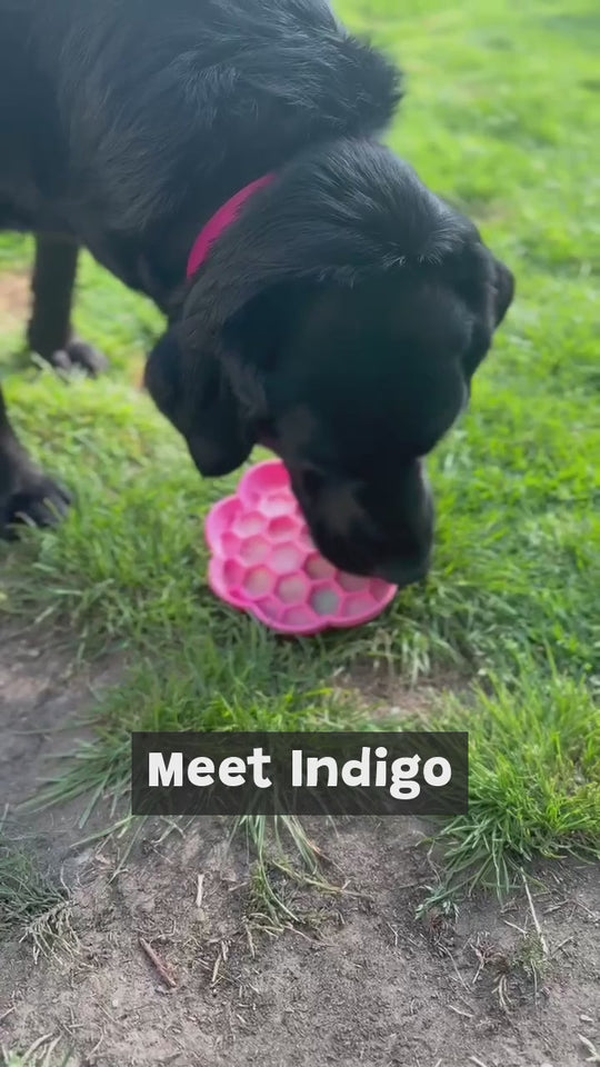 Jess & Indigo